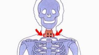 How the Body Works  The 4 Parathyroid Glands [upl. by Sirrad]