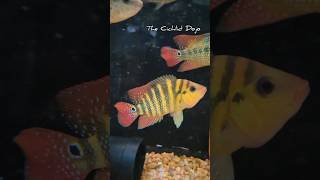 Wild caught Red Terror Mesoheros FestaeCichlid Aquariumhobby [upl. by Aniuqahs]