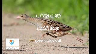 صوت حصري لجذب مرعة الغيط Corncrake مجرب ١٠٠ [upl. by Tybalt]