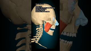 Masseter humananatomy anatomy humananatomyandphysiology [upl. by Aronael]