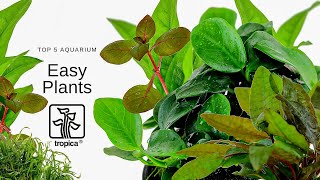 Top 5 Easy Aquarium Plants [upl. by Nnaerb]