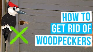 How to GET RID OF WOODPECKERS on house [upl. by Zavala]