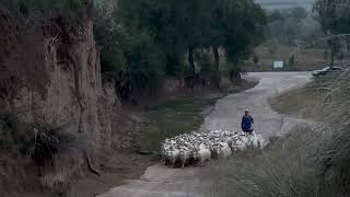 Shepherd at Laoniuwan Village by the Yellow River Shanxi Province China [upl. by Bank]