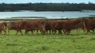 Irish Limousin Cattle Society [upl. by Delinda796]