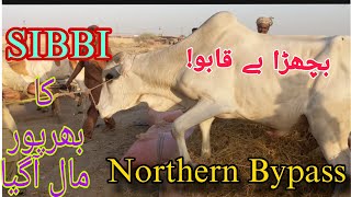 sibbi unloading in northern bypass janwer be qaboo😱 [upl. by Eadahs]