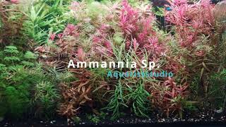 Ammannia Sp Senegalensis and Ammannia Sp Gracilis A Case of Two Identical Aquarium Plants [upl. by Alecram446]