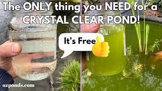 The ONLY thing you NEED for a CRYSTAL CLEAR POND [upl. by Cavallaro798]