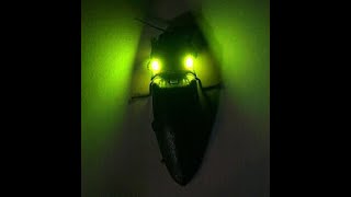 El insecto más luminoso del mundo 💚 [upl. by Terchie114]