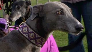 Ex Racing Greyhounds as pets [upl. by Latricia]