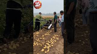 खेत से आलू निकालने की मशीन Potato crop finding Machine Farming machine viral [upl. by Leuqar]