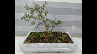 Linh Sam Bonsai  Desmodium Unifoliatum repot [upl. by Lolanthe]