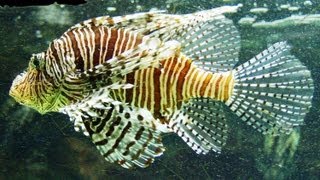 Pterois Volitans  Red lionfish  Крылатказебра [upl. by Lodge]