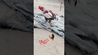 🐓 Asela murga 🐓🙏🙏viralvideo videounfrezzmyaccount funnyvideo viralvideo shorts shortvideo [upl. by Cliffes]