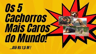 Os 5 Cachorros Mais Caros do Mundo Conheça Essas Raças Exclusivas [upl. by Redmer]