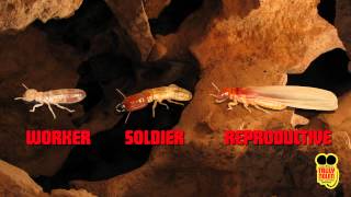 WHAT ARE SUBTERRANEAN TERMITES TRULY NOLEN PEST GUIDE [upl. by Oryaj]