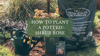 Planting a Potted Rose by David Austin Roses [upl. by Annalise]