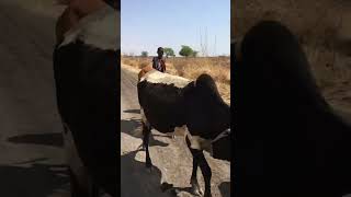 NOMADIC PASTORALISM IN ARUSHA 🇹🇿 [upl. by Rotkiv917]