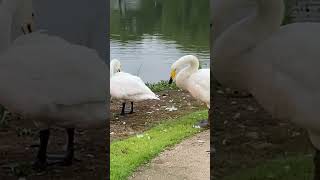 Suncheon  Swans by the lake suncheon southkorea swans [upl. by Dippold]