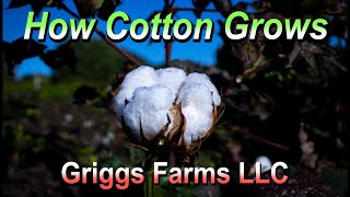 How Cotton Grows [upl. by Ahsitniuq]