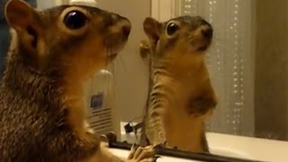 Animals react to their reflections  Funny animals vs mirrors compilation [upl. by Seligman627]