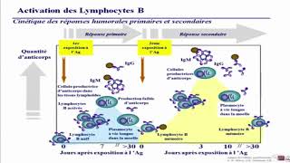 Differenciation et activation des lymphocytes B I [upl. by Ykroc194]