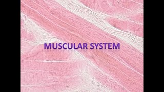 Muscular System Anatomy and Physiology Overview [upl. by Elisabet822]