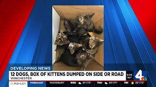 12 dogs box of kittens dumped on side of road [upl. by Ykcor]