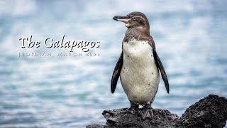 Birds of The Galapagos Ecuador [upl. by Onaireves]