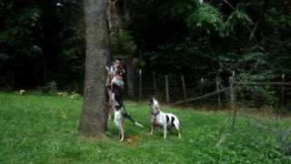 Bluetick Coonhound and Walker mix treeing a dead coon [upl. by Dix]