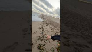 Après une tempête sur la plage 😱 nature vlog humour exploration [upl. by Kecaj]