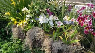 Orchids in Moss Hanging Baskets 2024 Chicago Botanic Garden Orchid Show February  March 2024 [upl. by Lorie]