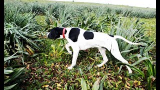 Dressage Chien de Chasse Pointer de 6 mois [upl. by Hankins]