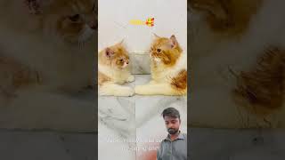 Baccho ko injection lagwaya comedy funny cat funnycats catcomedy billicomedy viralcat catv [upl. by Aerdnaxela]