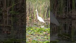 The Importance of Marshes  Virtual Field Trip nature animals marshes wetlands michigan [upl. by Llertnov699]