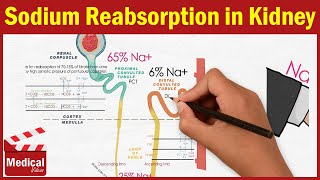 Pharmacology CVS 6 Renal Physiology amp Sodium Reabsorption in Kidney MADE EASY [upl. by Aniras]