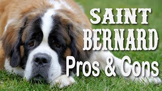 Saint Bernard Dogs💥Pros and Cons of Owning this Beloved Breed💙 [upl. by Steinman452]