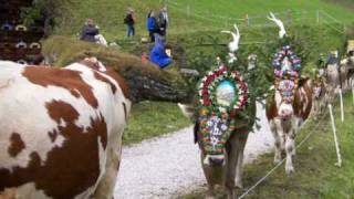 Almabtrieb von der Bichlalm Hintertux Zillertal [upl. by Levana]