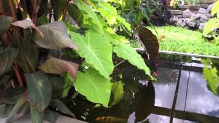 Outdoor Tropical Plants Part 1 [upl. by Liz]