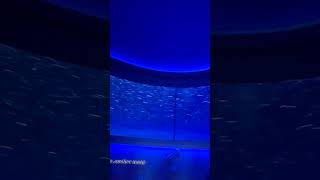 montereybayaquarium montereycalifornia fish surreal nature naturelovers [upl. by Ioj]