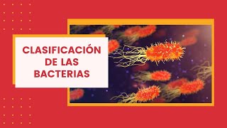 Clasificación de las bacterias en alimentos [upl. by Charlotte]