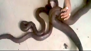 quotTwoheadedquot snakes worth Rs 5 crores seized from smugglers [upl. by Grazia904]