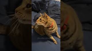 The most DRAMATIC CATS in the world 😂 Funny Cat Videos 2024😹 [upl. by Esaele]