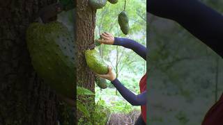 The process of harvesting fruit from trees [upl. by Norod]