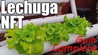 Cultivo de Lechuga en Hidroponia NFT Guía completa paso a paso  Casero  Fácil  México Verde [upl. by Adal591]