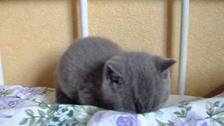 Britisch Kurzhaar Katzenbabys BLUE [upl. by Narag]