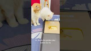 Billu ka golden play button👌🏻 catcomedy comedy billucat sajidcat cat catworld catlaughs [upl. by Eniala]