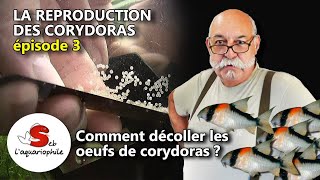 Comment décoller des œufs de corydoras  La reproduction des corydoras  épisode 3 avec Jean Michel [upl. by Fogg]