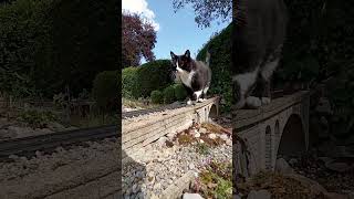 Catzilla A Giant Cat on the Train Tracks [upl. by Etyam]