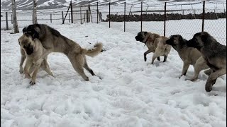 BERAZ ATEŞE SARINCA ZALIMLA ATEŞ BİR OLUP BERAZA köydeyaşam [upl. by Ettedanreb]