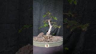 Bonsai jaboticaba 2025 [upl. by Adnih]